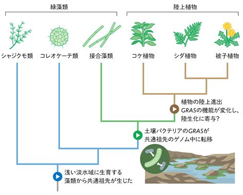 植物化|陸上植物の進化